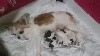  - Nos bébés chihuahua poils long sont née le 10 novembre 