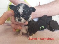 des Molosses du Senonais - Chihuahua - Portée née le 23/11/2019