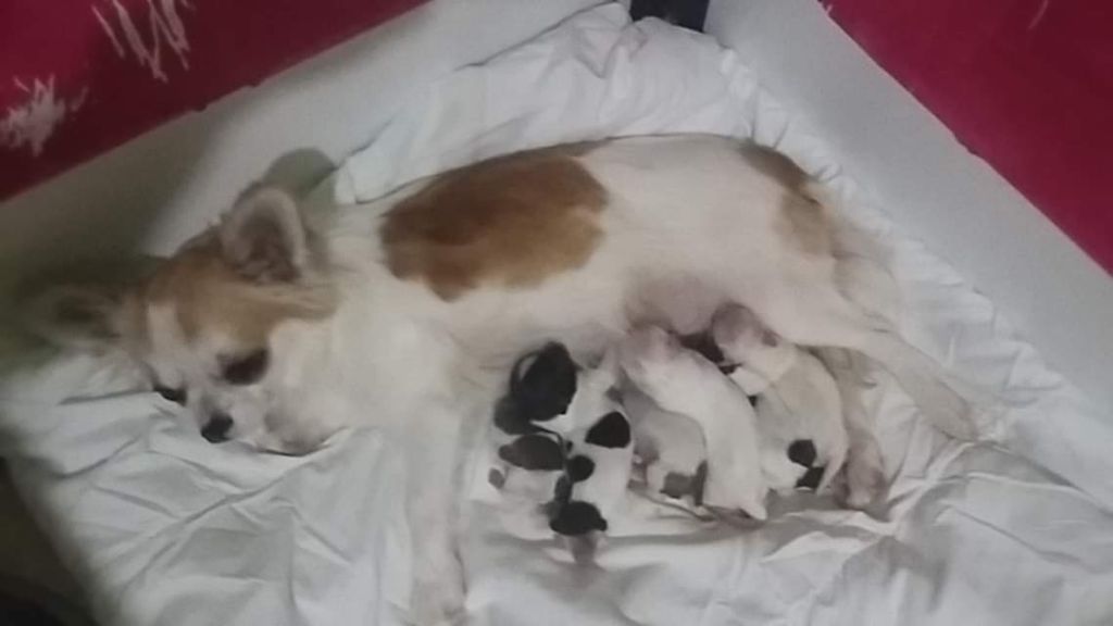 Nos bébés chihuahua poils long sont née le 10 novembre 