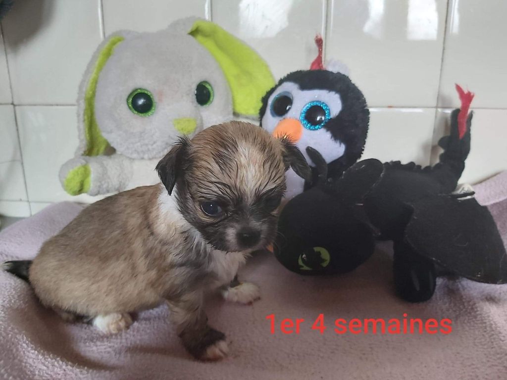 des Molosses du Senonais - Chihuahua - Portée née le 23/11/2019